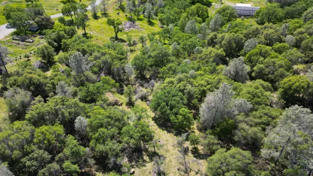 a view of a large trees