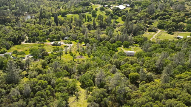 a view of a lush green forest