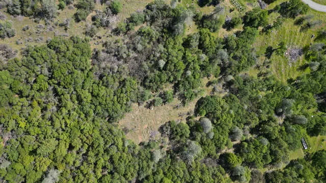 a view of a garden with a tree