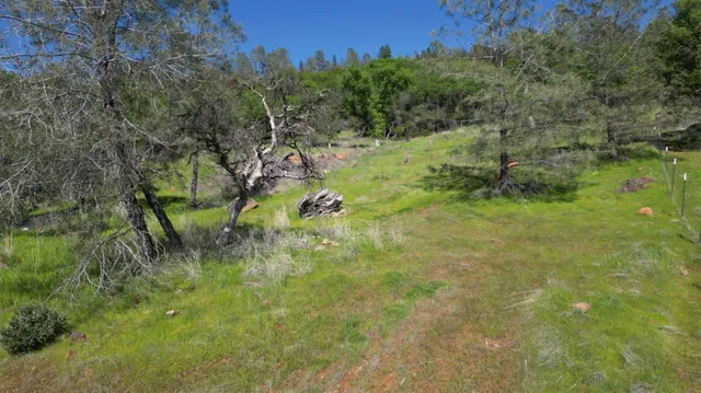 a view of a lush green space