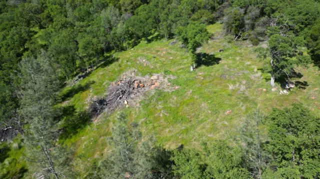 a view of a lush green forest with lawn chairs and trees