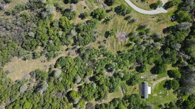 a view of a plant in a garden