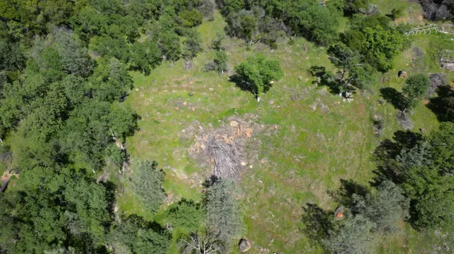 a view of a lush green forest