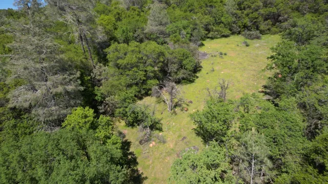 a view of a forest with a tree