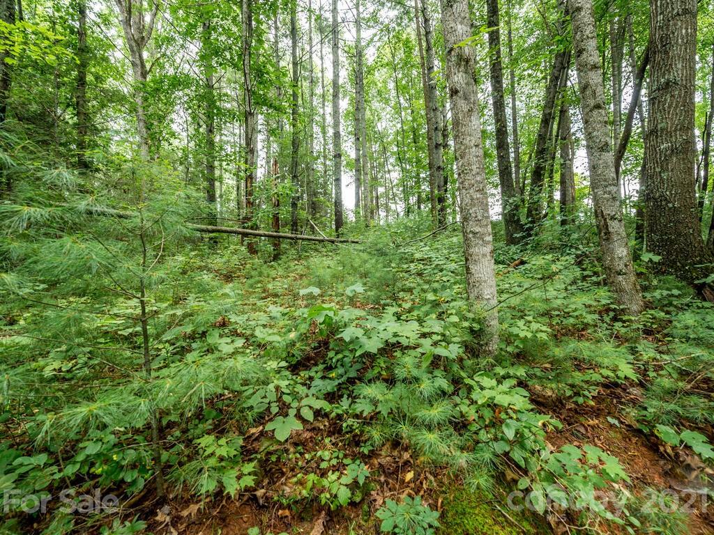 ### Meadows Town Road Marshall, NC 28753 - Photo 10 of 15 Gallery Image 10