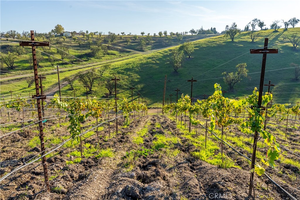 550 Villa Lots Road Paso Robles, CA 93446 - Photo 24 of 31 Vineyard
