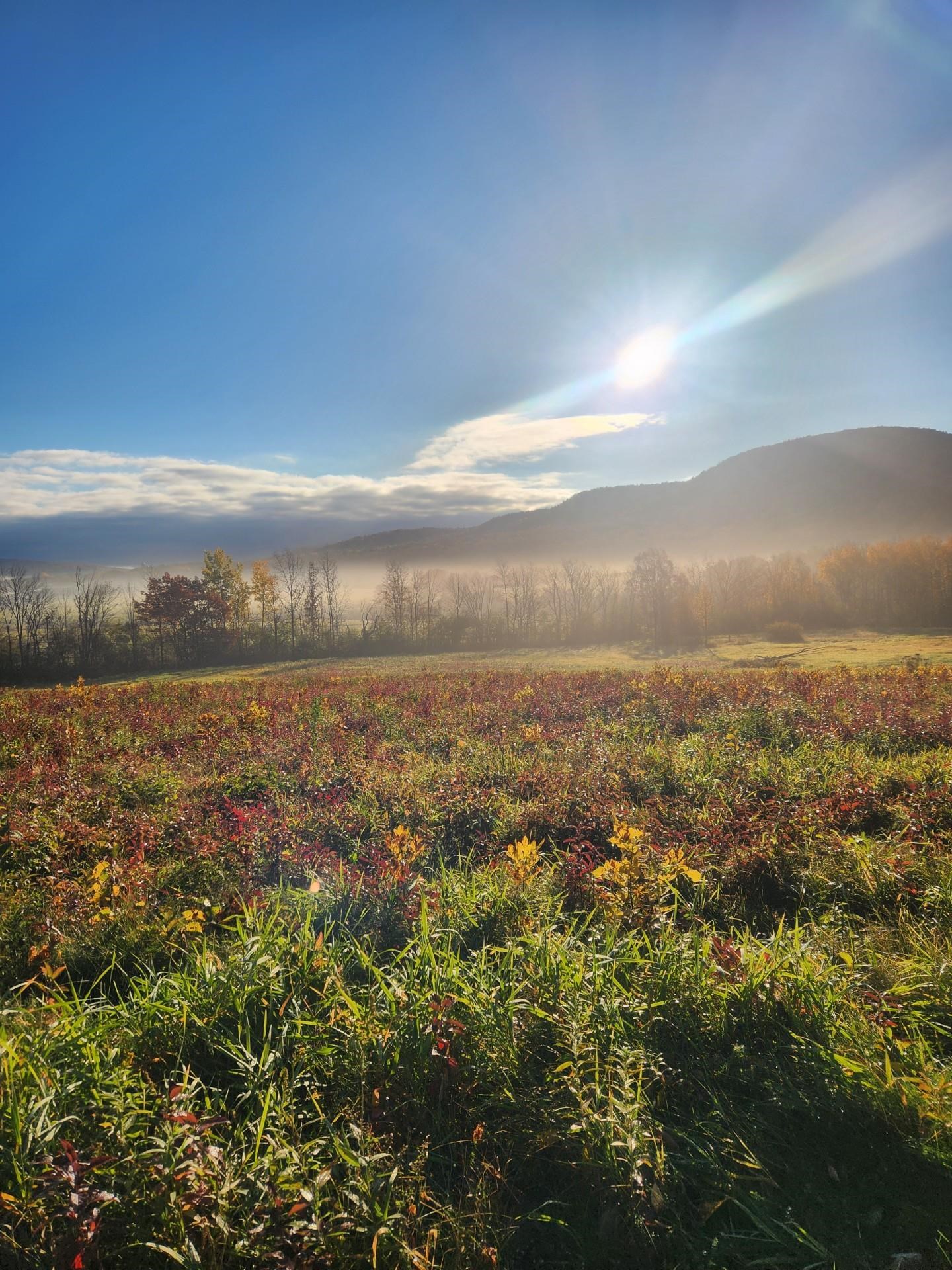 0 Route 22 A (5195) Route Addison, VT 05491 - Photo 3 of 10