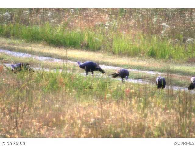 1075 East Orgainsville Road Red Oak, VA 23964 - Photo 3 of 10 Other - Wild turkeys near pole barn