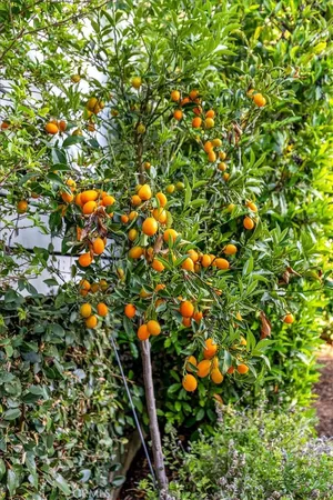 $32,500 | 645 Oak Street, Laguna Beach, CA 92651