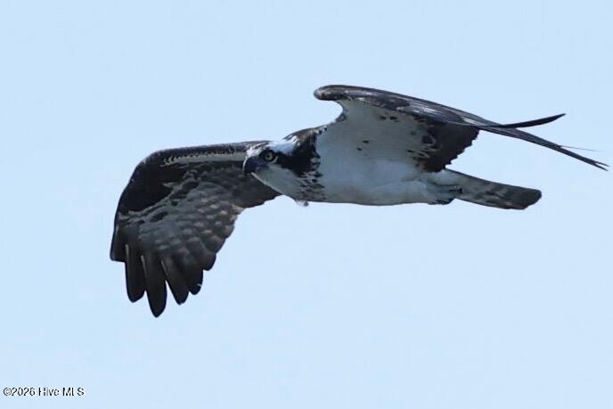 135 Gallants Point Road Beaufort, NC 28516 - Photo 62 of 68 Osprey just off shoreline
