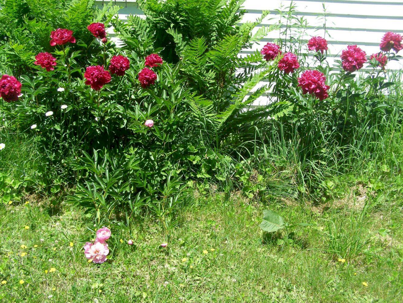 1642 East Ridge Road Cornville, ME 04976 - Photo 79 of 82 79. peonies and ferns