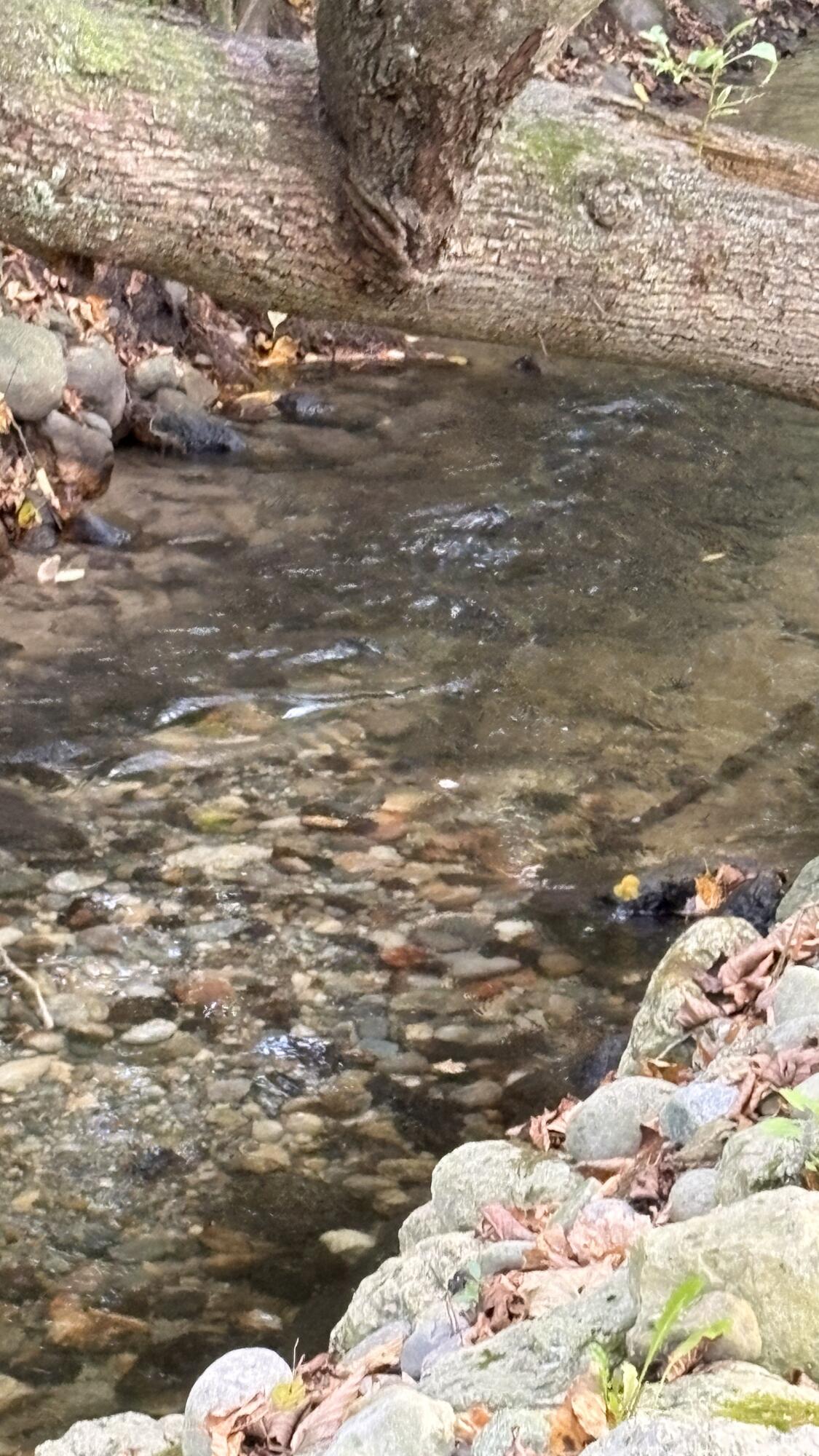 2480 South 148th Avenue Hesperia, MI 49421 - Photo 24 of 33 image1