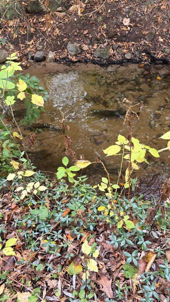 2480 South 148th Avenue Hesperia, MI 49421 - Photo 7 of 33 IMG_1517