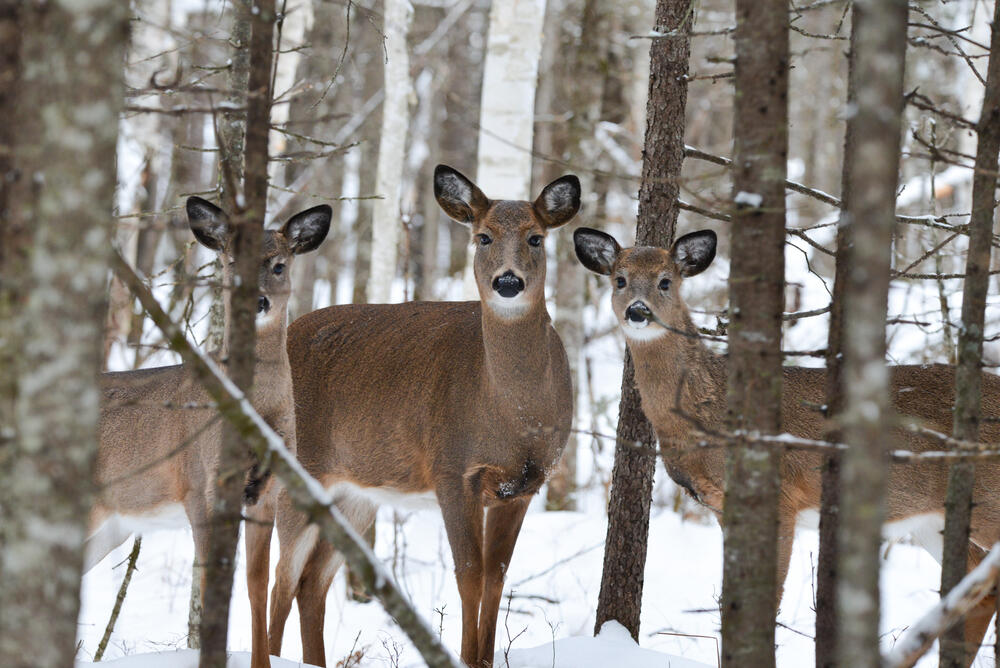 378 Mingo Loop Road Rangeley, ME 04970 - Photo 12 of 62 Living In a Game Preserve