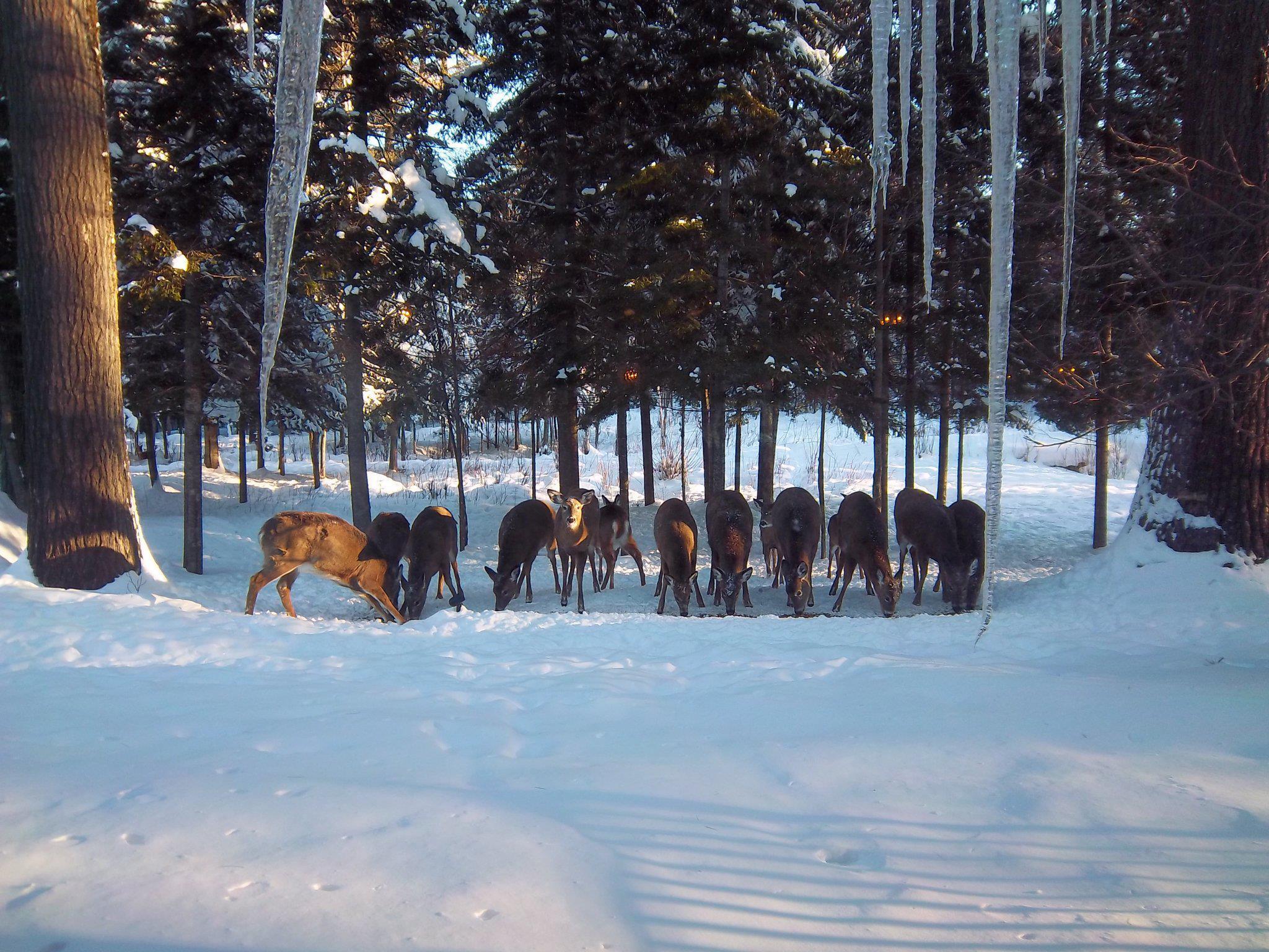 378 Mingo Loop Road Rangeley, ME 04970 - Photo 14 of 62 An Abundance of Deer