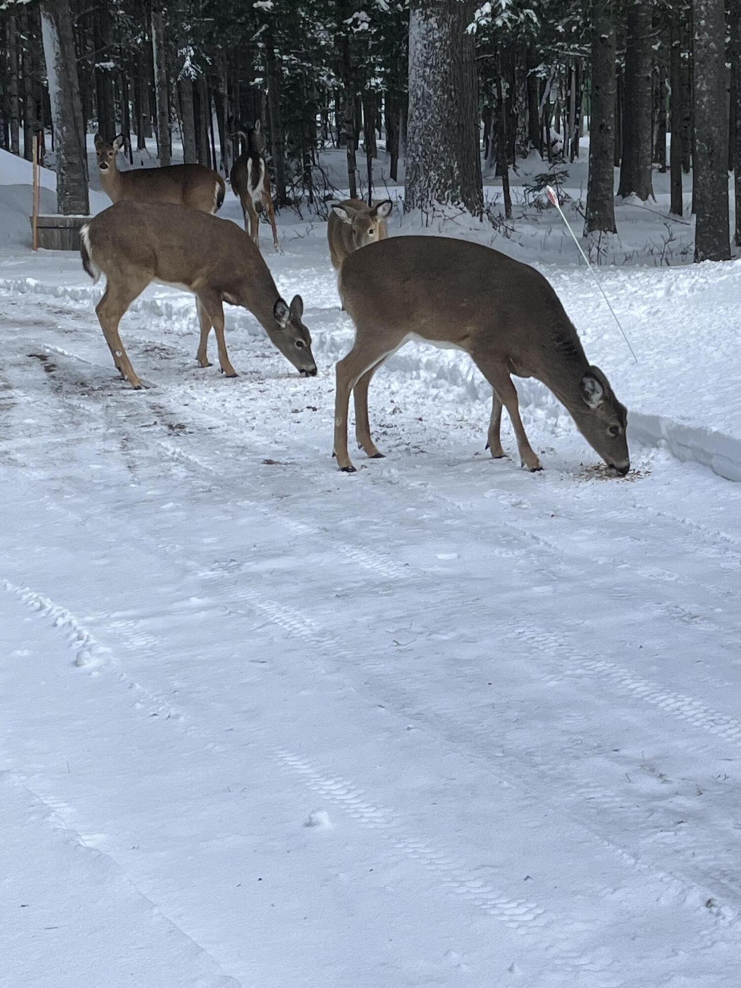 378 Mingo Loop Road Rangeley, ME 04970 - Photo 15 of 62 Neighbors