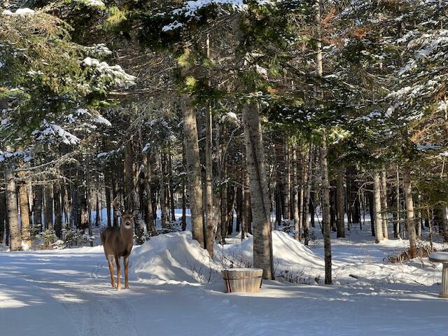 378 Mingo Loop Road Rangeley, ME 04970 - Photo 6 of 62 Game Preserve