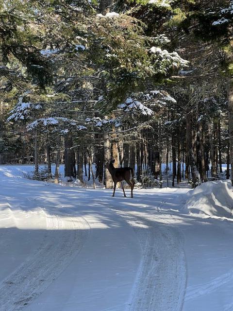 378 Mingo Loop Road Rangeley, ME 04970 - Photo 62 of 62 Wildlife