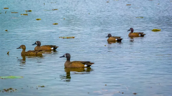 $12,499,900 | 5701 Bovista Road, Navasota, TX 77868