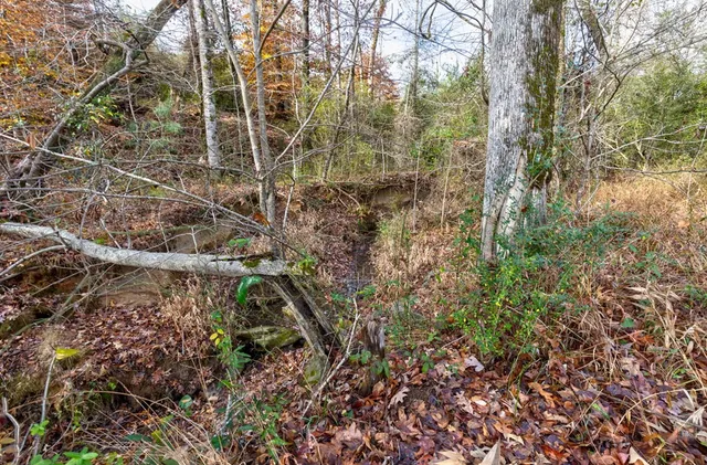 a view of a yard with a tree