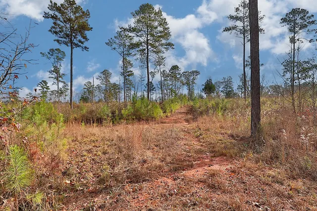 a view of a yard with trees