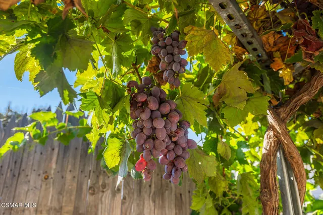 a view of a tree with yard
