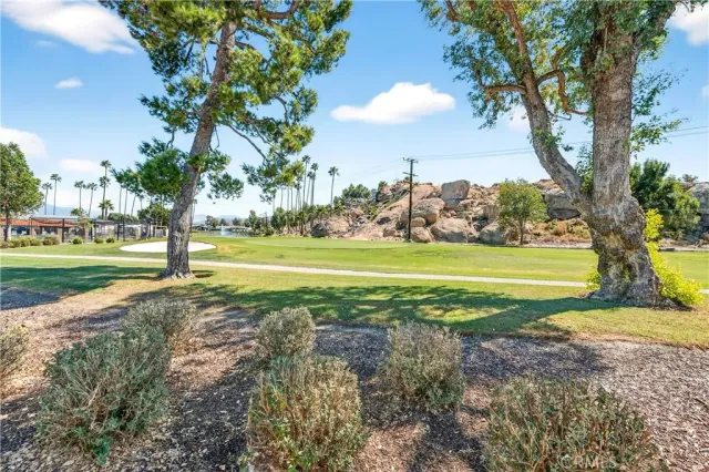 a view of a park that has a large tree