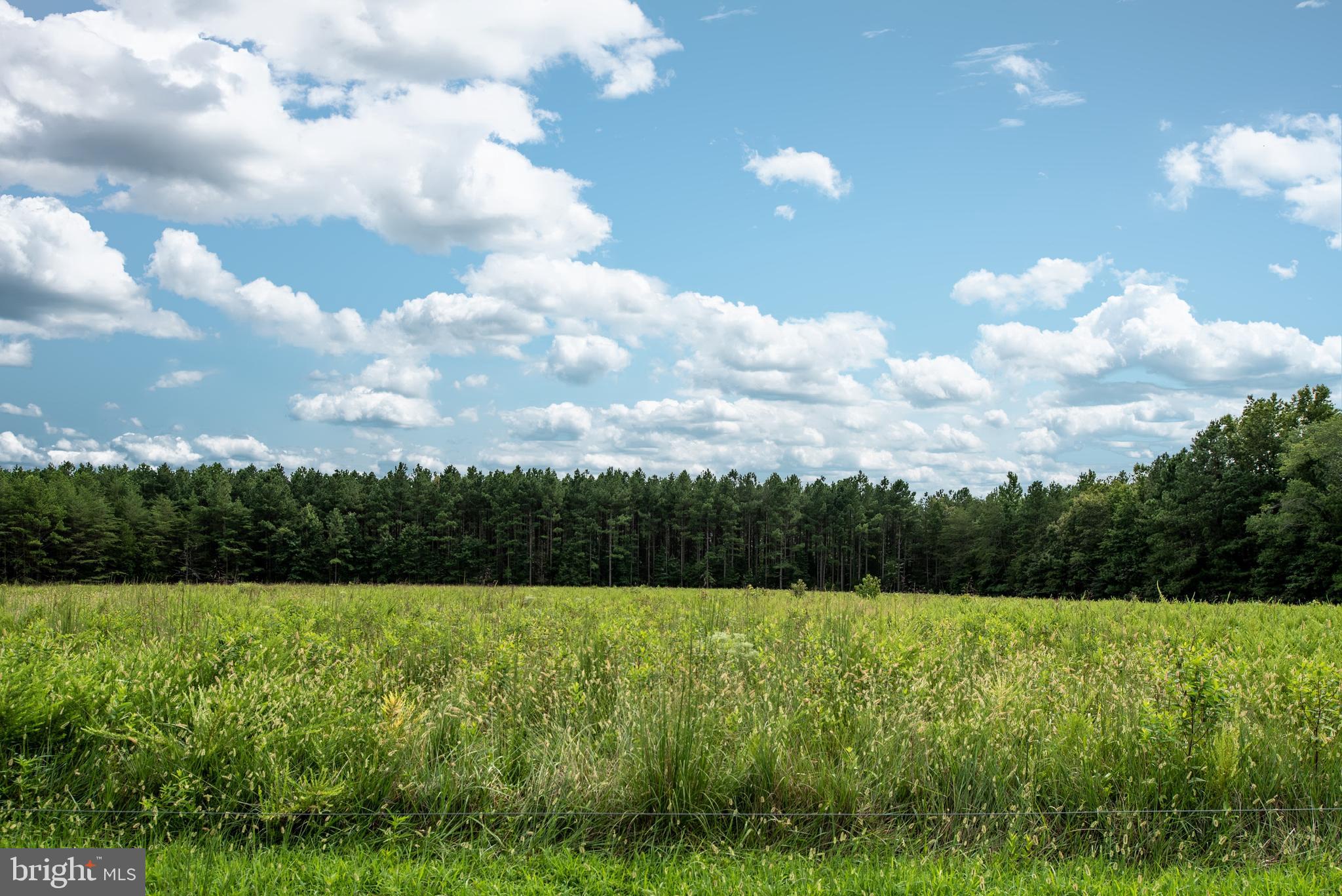 15390 Round Hill Road King George, VA 22485 - Photo 36 of 104 Another gorgeous view of back pasture!