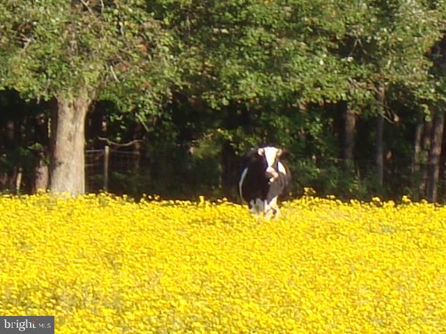 15390 Round Hill Road King George, VA 22485 - Photo 74 of 104 Cow in the pasture! Makes your heart melt!