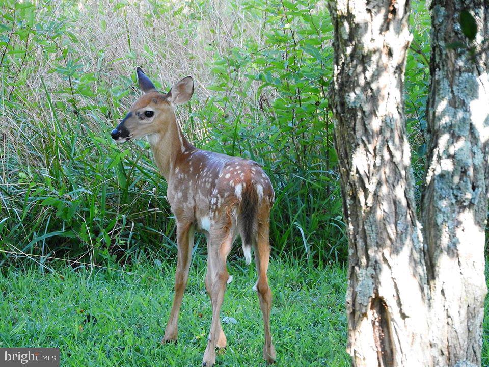 15390 Round Hill Road King George, VA 22485 - Photo 75 of 104 Fawn on the farm!