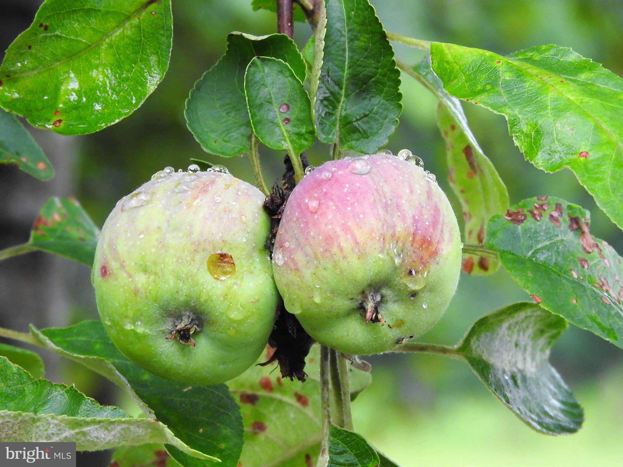 15390 Round Hill Road King George, VA 22485 - Photo 78 of 104 Apple Tree!