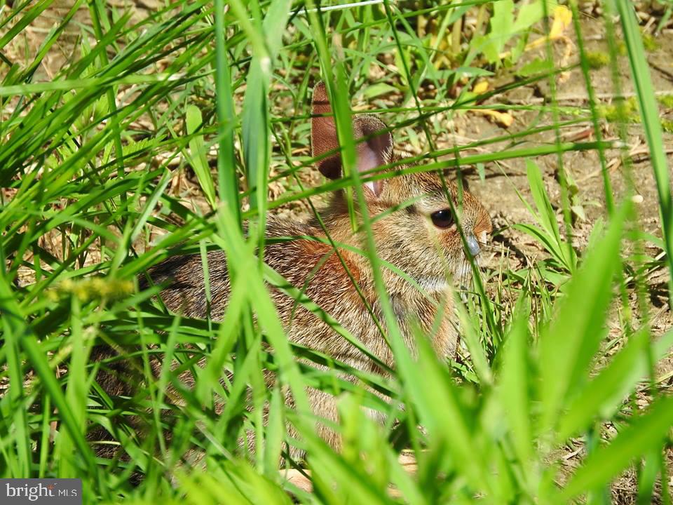 15390 Round Hill Road King George, VA 22485 - Photo 80 of 104 I see you Bunny!
