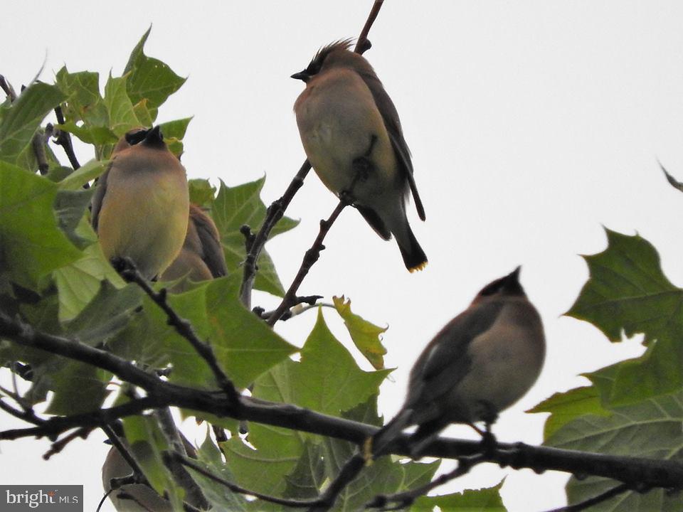 15390 Round Hill Road King George, VA 22485 - Photo 81 of 104 Cedar Waxwings!