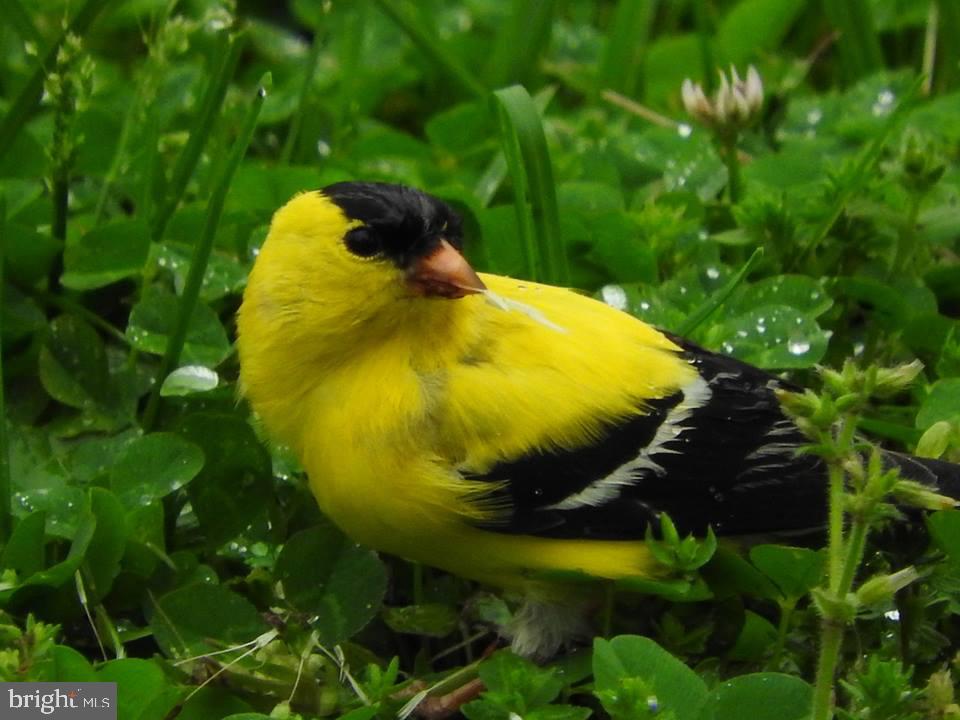 15390 Round Hill Road King George, VA 22485 - Photo 82 of 104 Goldfinch! Hello Sunshine!