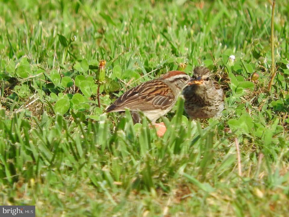 15390 Round Hill Road King George, VA 22485 - Photo 83 of 104 Sparrow feeding baby!