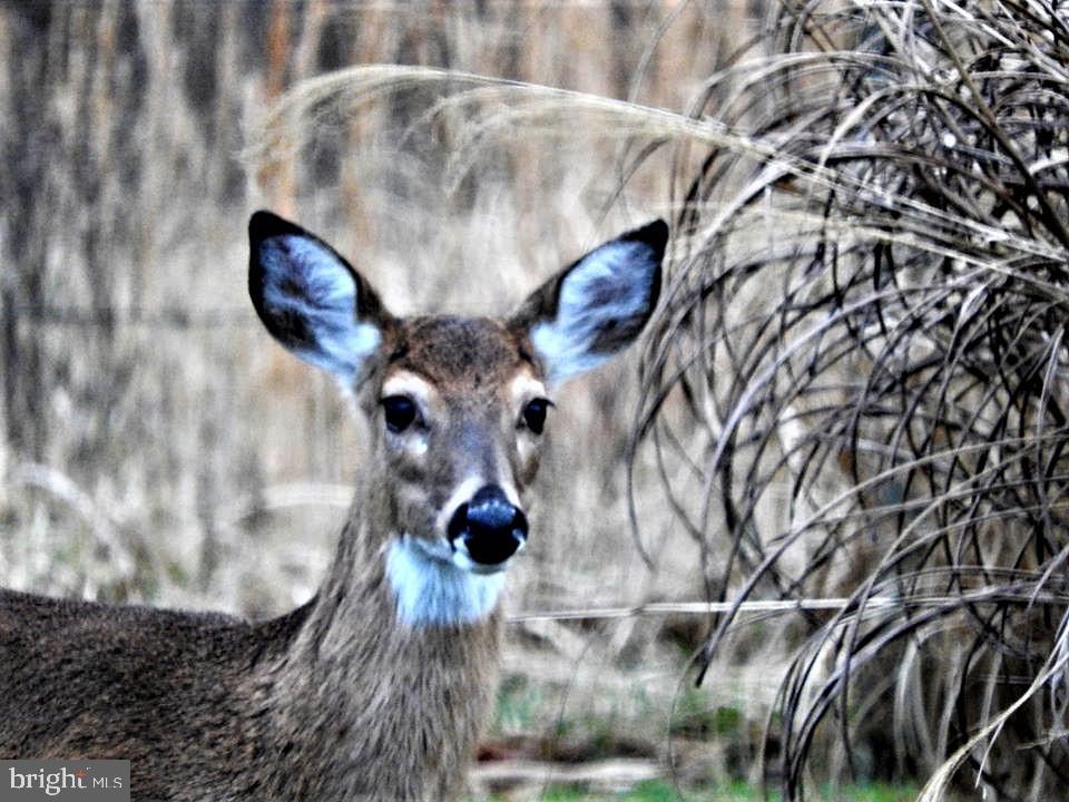 15390 Round Hill Road King George, VA 22485 - Photo 84 of 104 Wildlife enthusiast's paradise!