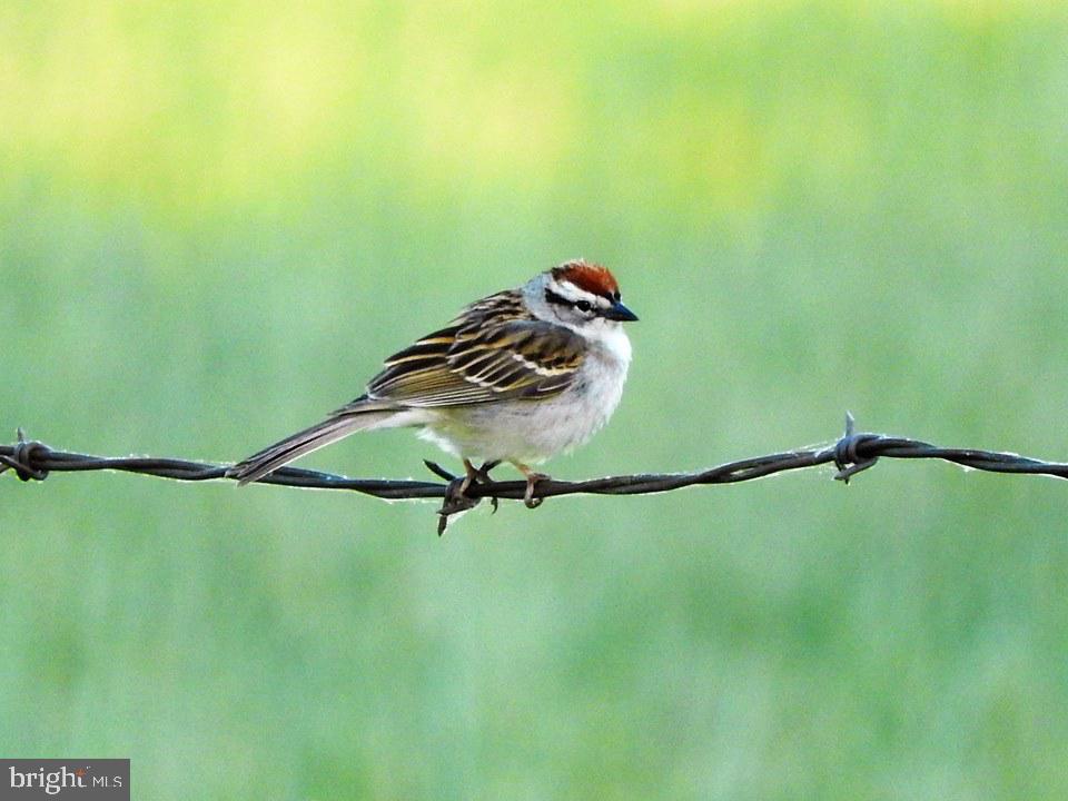 15390 Round Hill Road King George, VA 22485 - Photo 85 of 104 Sparrow on a wire!