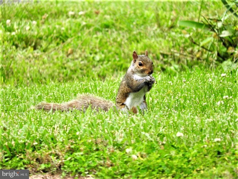 15390 Round Hill Road King George, VA 22485 - Photo 86 of 104 Squirrel time!