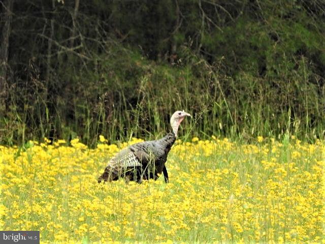 15390 Round Hill Road King George, VA 22485 - Photo 87 of 104 Ole Tom in the field!