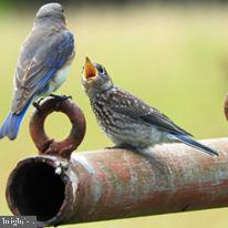 15390 Round Hill Road King George, VA 22485 - Photo 88 of 104 Daddy Blue Bird and baby!