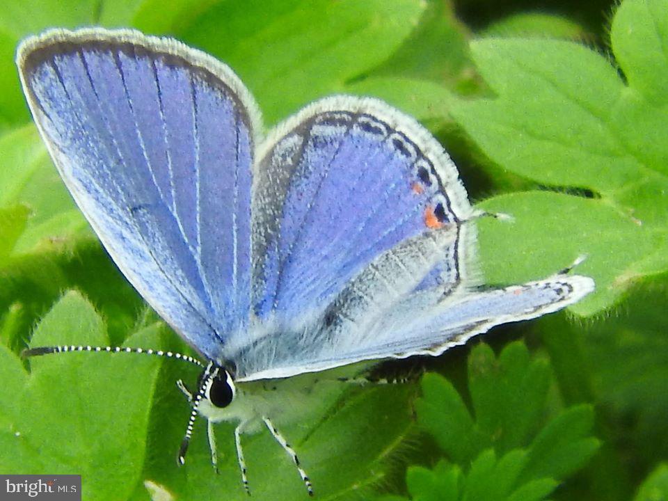 15390 Round Hill Road King George, VA 22485 - Photo 89 of 104 Oh! And there are butterflies galore!