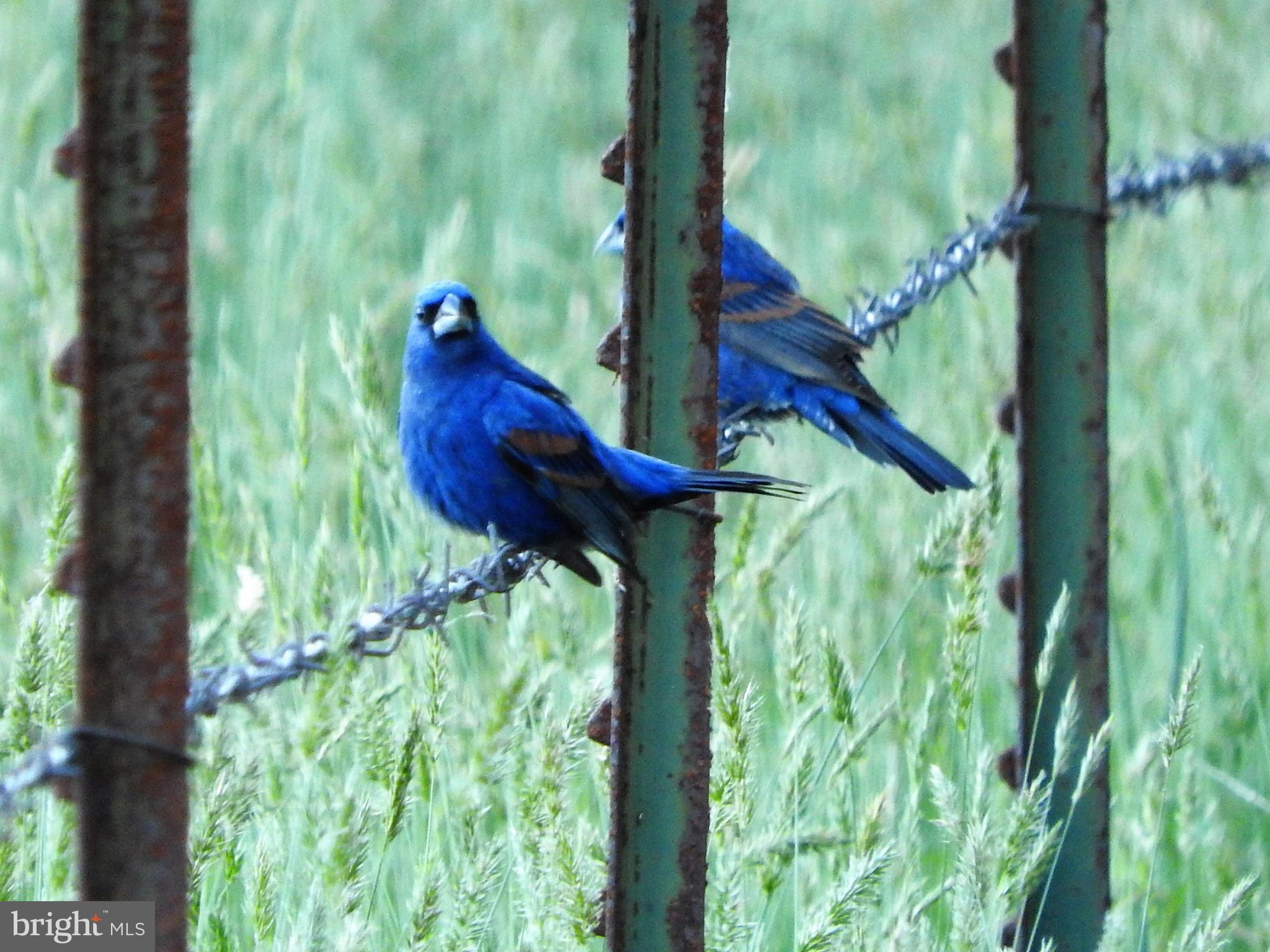 15390 Round Hill Road King George, VA 22485 - Photo 90 of 104 Blue Grosbeak!
