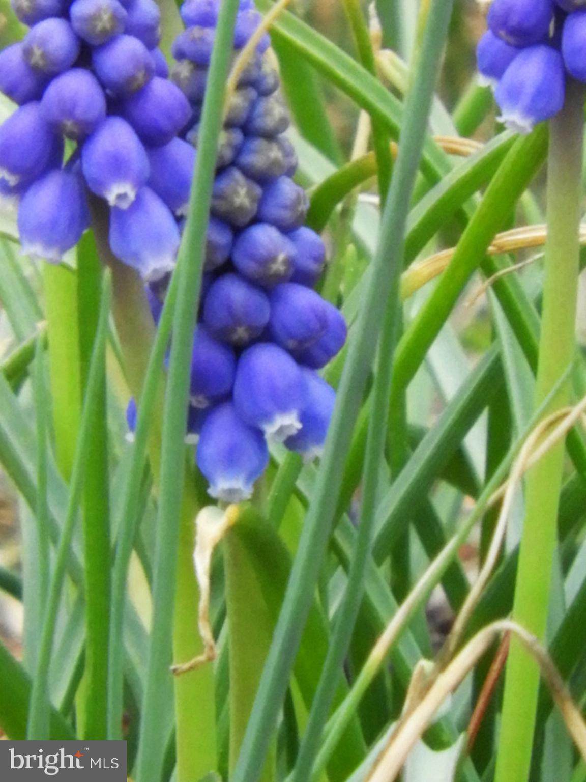 15390 Round Hill Road King George, VA 22485 - Photo 91 of 104 For you bloom lovers! Blooming Bluebells!
