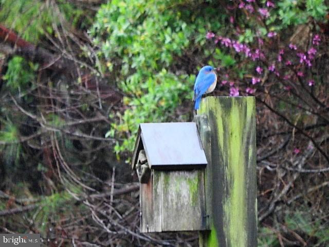 15390 Round Hill Road King George, VA 22485 - Photo 92 of 104 Blue Bird!