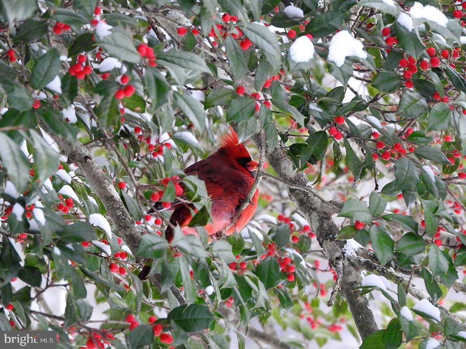 15390 Round Hill Road King George, VA 22485 - Photo 93 of 104 Postcard ready! Cardinal on a Holly!