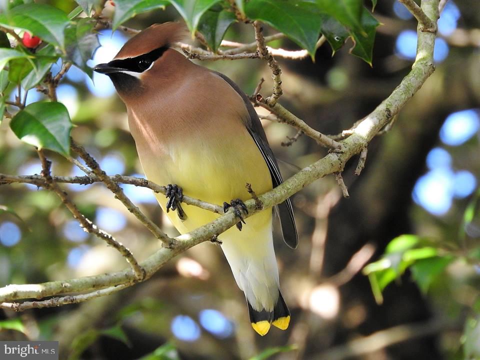 15390 Round Hill Road King George, VA 22485 - Photo 94 of 104 Cedar Waxwing!