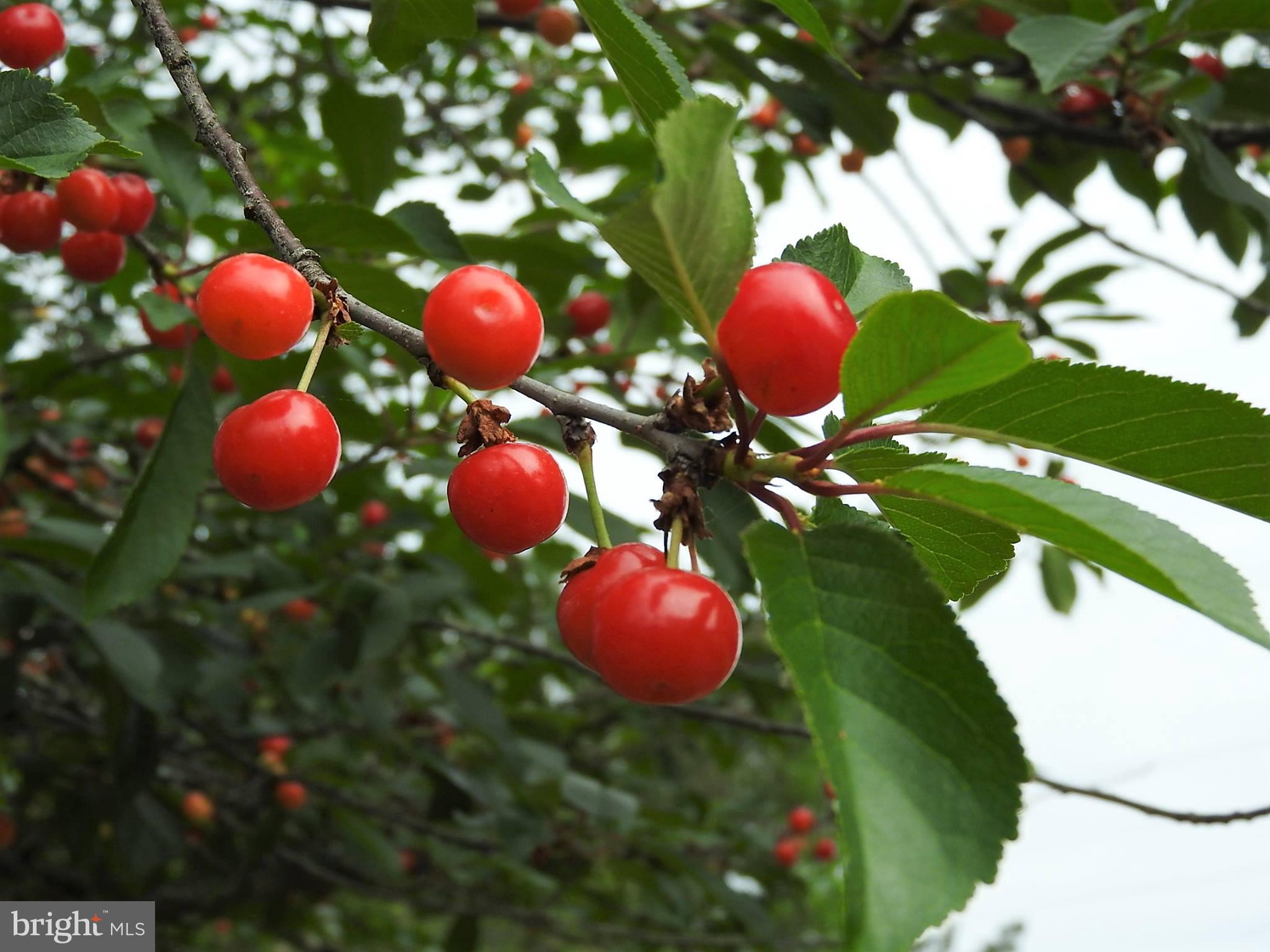 15390 Round Hill Road King George, VA 22485 - Photo 95 of 104 Cherry Tree!