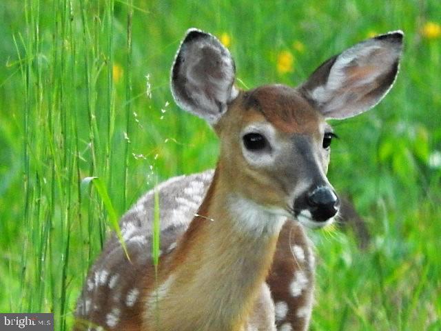 15390 Round Hill Road King George, VA 22485 - Photo 96 of 104 Hello Fawn!