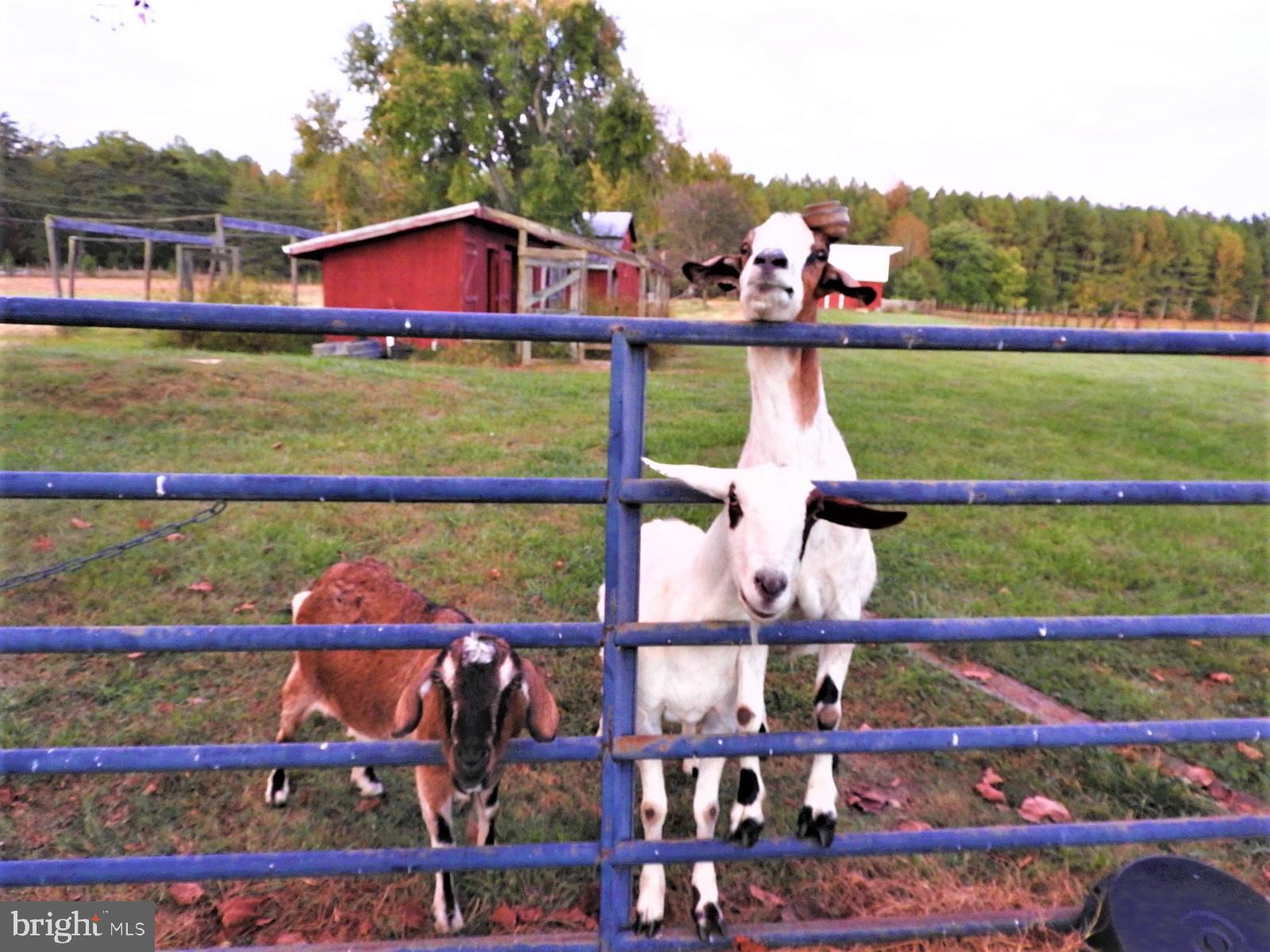 15390 Round Hill Road King George, VA 22485 - Photo 98 of 104 Goat ready!