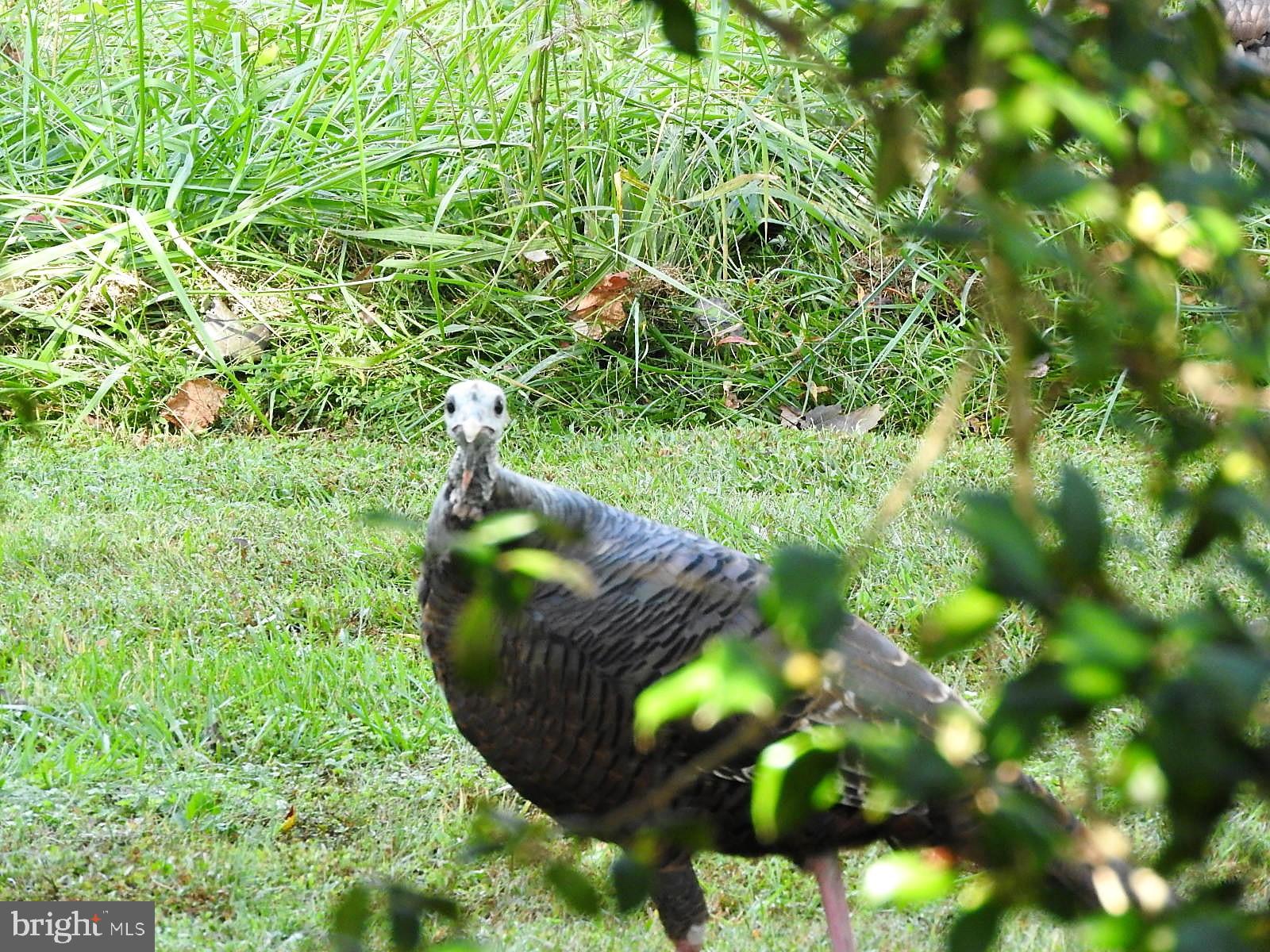 15390 Round Hill Road King George, VA 22485 - Photo 100 of 104 Peeping Tom!